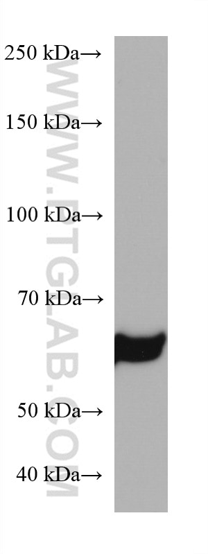 Western Blot (WB) analysis of NIH/3T3 cells using RGS14 Monoclonal antibody (67394-1-Ig)