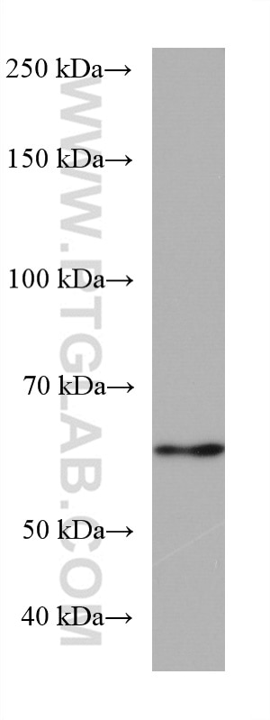 Western Blot (WB) analysis of mouse brain tissue using RGS14 Monoclonal antibody (67394-1-Ig)