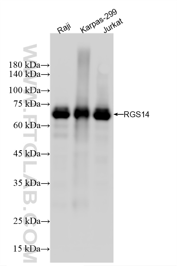 WB analysis using 87396-1-RR Western Blot (WB) analysis of various lysates using RGS14 Recombinant monoclonal antibody (87396-1-RR)