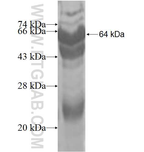 RGS14 fusion protein Ag9292 SDS-PAGE