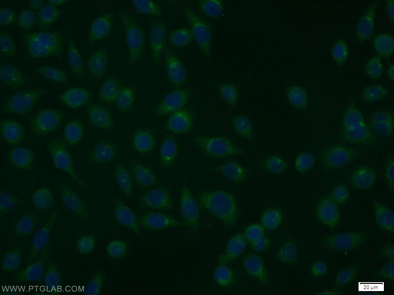 Immunofluorescence (IF) / fluorescent staining of MCF-7 cells using RGS17 Polyclonal antibody (12549-1-AP)