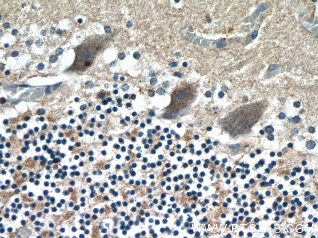 Immunohistochemistry (IHC) staining of human cerebellum tissue using RGS17 Polyclonal antibody (12549-1-AP)