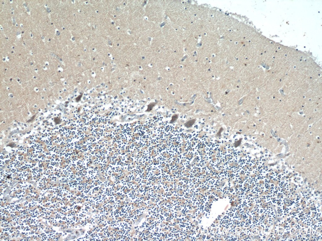 Immunohistochemistry (IHC) staining of human cerebellum tissue using RGS17 Polyclonal antibody (12549-1-AP)