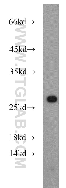 Western Blot (WB) analysis of PC-3 cells using RGS17 Polyclonal antibody (12549-1-AP)