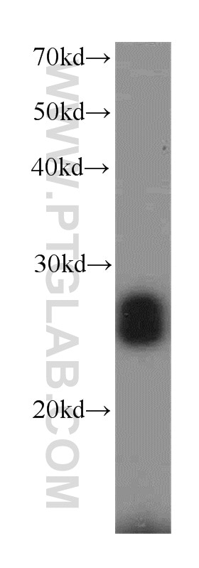 Western Blot (WB) analysis of mouse lung tissue using RGS17 Polyclonal antibody (12549-1-AP)