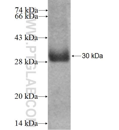 RGS17 fusion protein Ag3399 SDS-PAGE