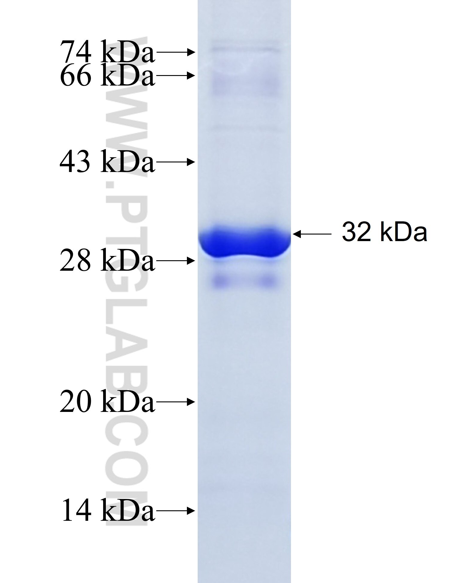 RGS17 fusion protein Ag3399 SDS-PAGE