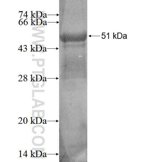 RGS19 fusion protein Ag2358 SDS-PAGE
