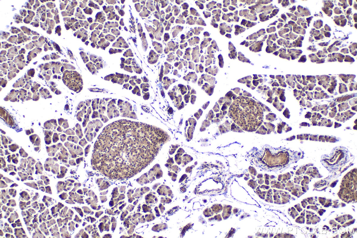 Immunohistochemistry (IHC) staining of mouse pancreas tissue using RGS2 Polyclonal antibody (10678-1-AP)