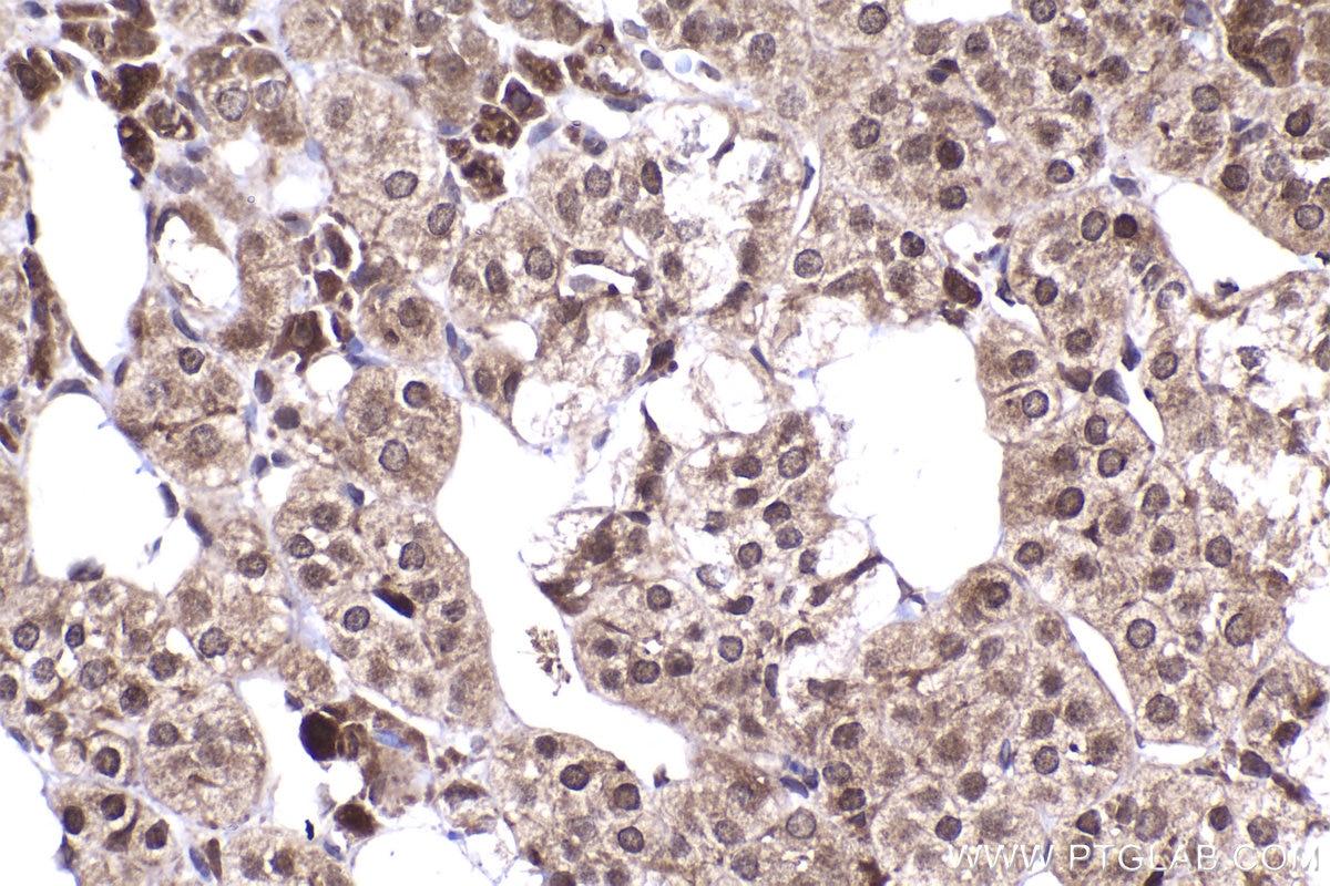 Immunohistochemistry (IHC) staining of rat adrenal gland tissue using RGS2 Polyclonal antibody (10678-1-AP)