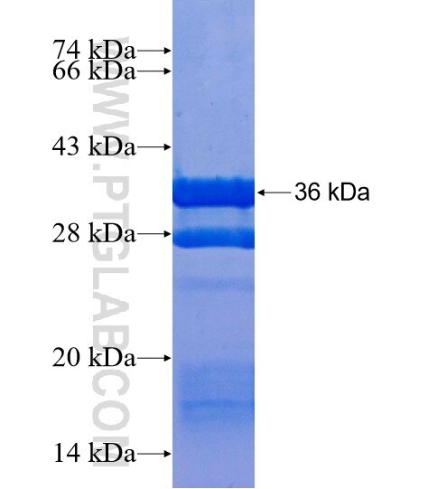 RGS2 fusion protein Ag25068 SDS-PAGE