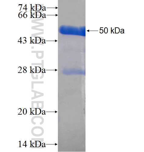 RGS2 fusion protein Ag1066 SDS-PAGE
