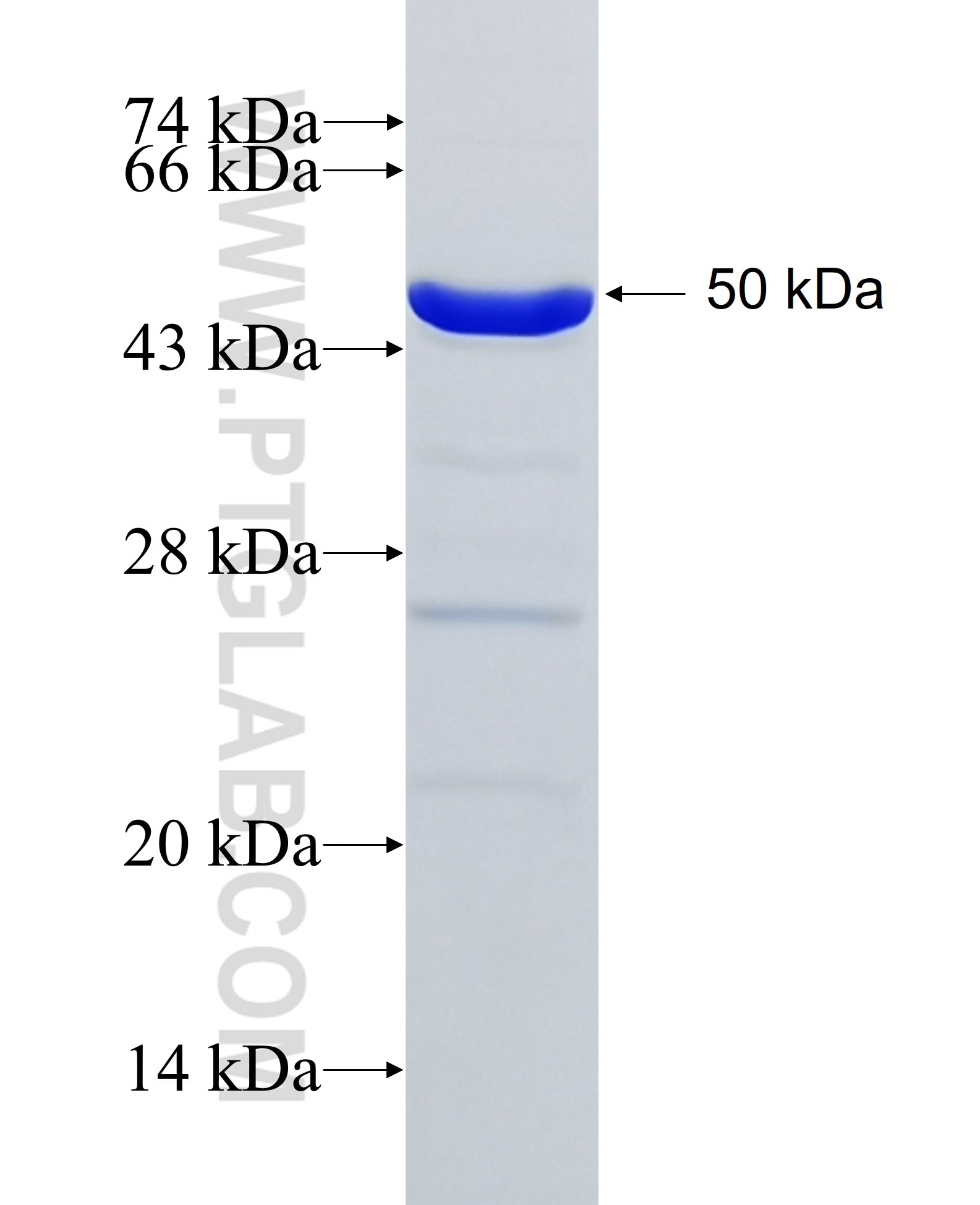 RGS2 fusion protein Ag1066 SDS-PAGE