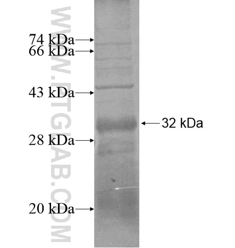 RGS20 fusion protein Ag14442 SDS-PAGE