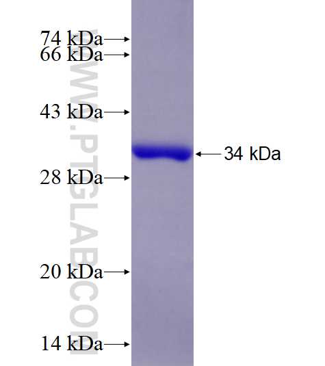 RGS22 fusion protein Ag28166 SDS-PAGE