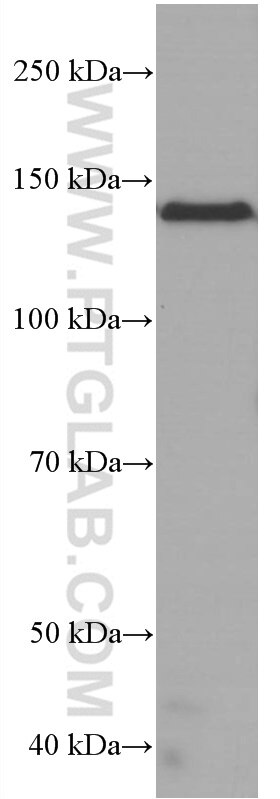 Western Blot (WB) analysis of Jurkat cells using RGS3 Monoclonal antibody (66790-1-Ig)