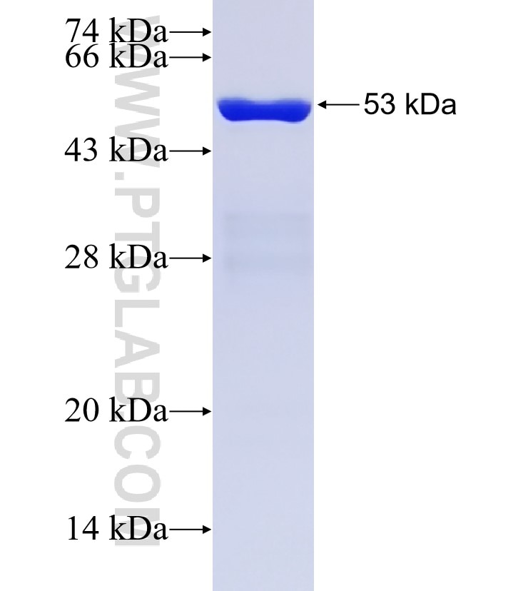 RGS3 fusion protein Ag3177 SDS-PAGE