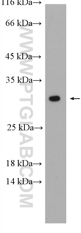 Western Blot (WB) analysis of PC-12 cells using RGS4 Polyclonal antibody (14530-1-AP)