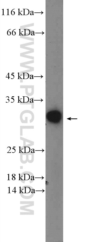 Western Blot (WB) analysis of mouse cerebellum tissue using RGS4 Polyclonal antibody (14530-1-AP)
