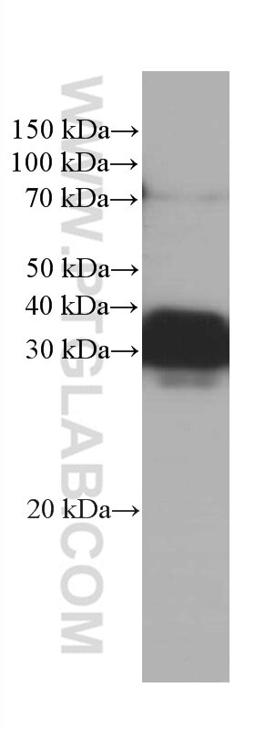 Western Blot (WB) analysis of Raji cells using RGS4 Monoclonal antibody (66441-1-Ig)