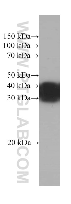 Western Blot (WB) analysis of C6 cells using RGS4 Monoclonal antibody (66441-1-Ig)