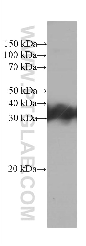 Western Blot (WB) analysis of SH-SY5Y cells using RGS4 Monoclonal antibody (66441-1-Ig)