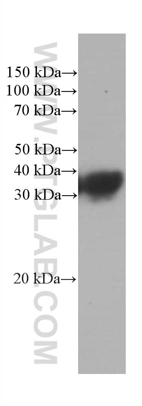 Western Blot (WB) analysis of U-251 cells using RGS4 Monoclonal antibody (66441-1-Ig)