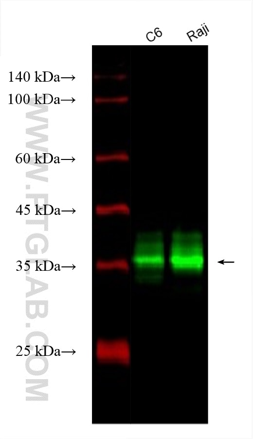 Western Blot (WB) analysis of various lysates using CoraLite® Plus 488-conjugated RGS4 Monoclonal anti (CL488-66441)