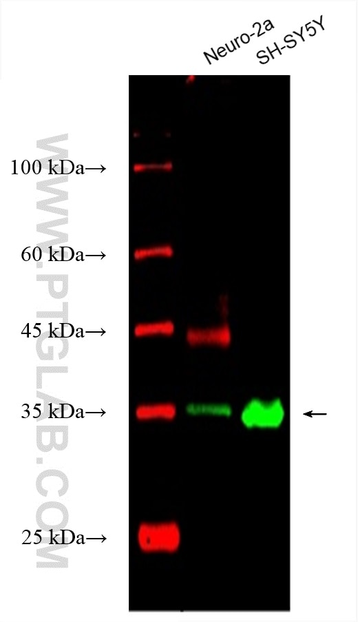 Western Blot (WB) analysis of various lysates using CoraLite® Plus 488-conjugated RGS4 Monoclonal anti (CL488-66441)