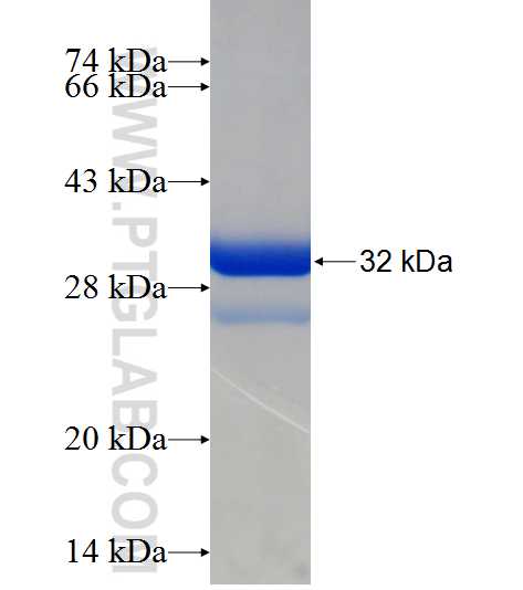 RGS4 fusion protein Ag24179 SDS-PAGE