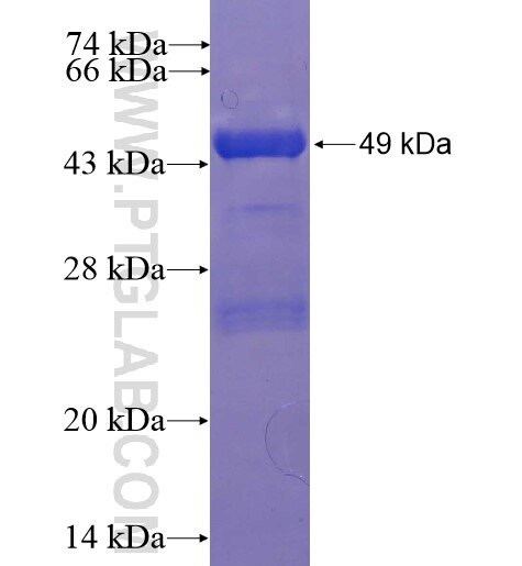 RGS4 fusion protein Ag6029 SDS-PAGE
