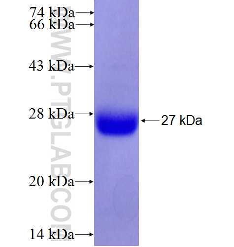 RGS4 fusion protein Ag6583 SDS-PAGE