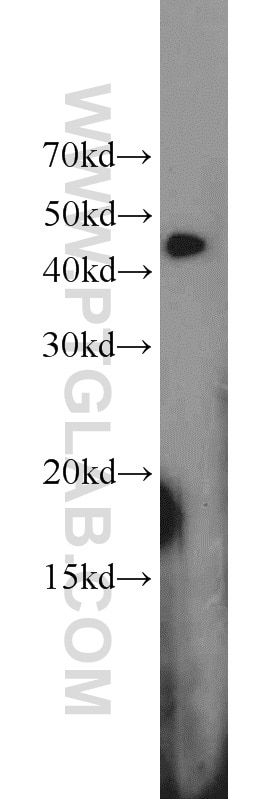 Western Blot (WB) analysis of MCF-7 cells using RGS5 Polyclonal antibody (11590-1-AP)