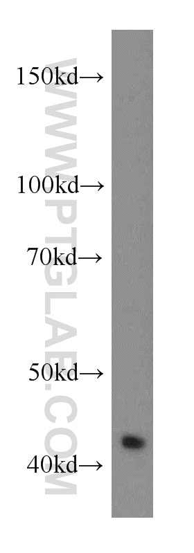 Western Blot (WB) analysis of human heart tissue using RGS5 Polyclonal antibody (11590-1-AP)