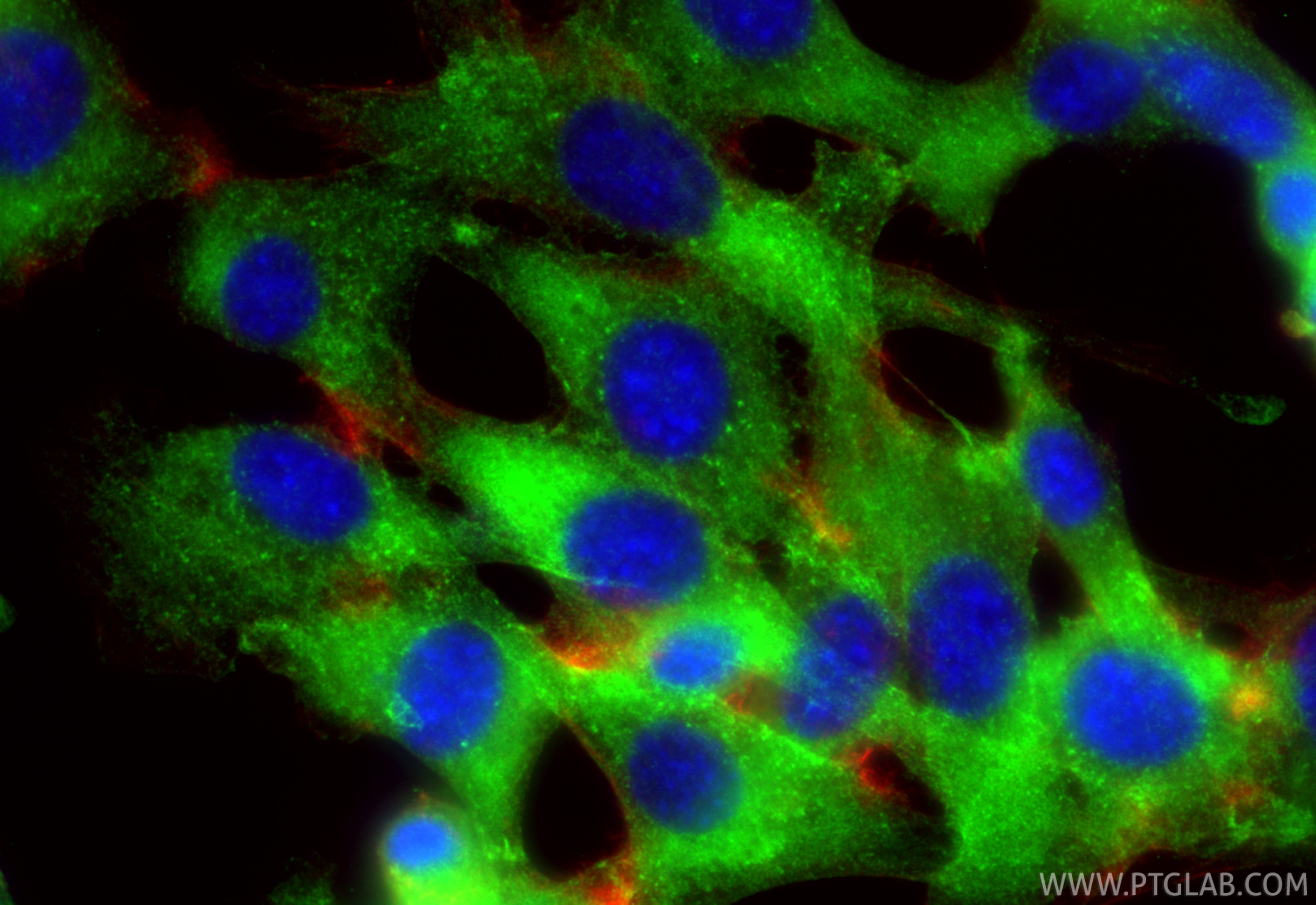 IF Staining of NIH/3T3 using 88404-1-RR Immunofluorescence (IF) / fluorescent staining of NIH/3T3 cells using RGS5 Recombinant monoclonal antibody (88404-1-RR)