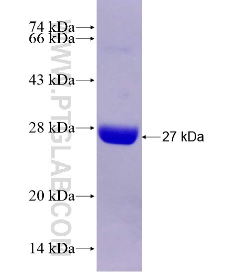 RGS5 fusion protein Ag28806 SDS-PAGE