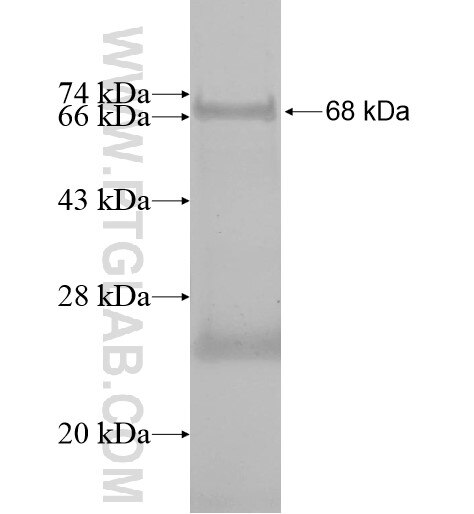 RGS6 fusion protein Ag12772 SDS-PAGE