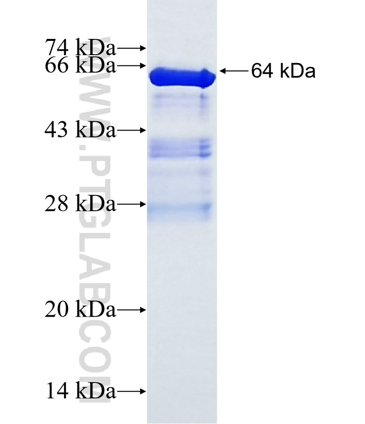 RGS7 fusion protein Ag4982 SDS-PAGE