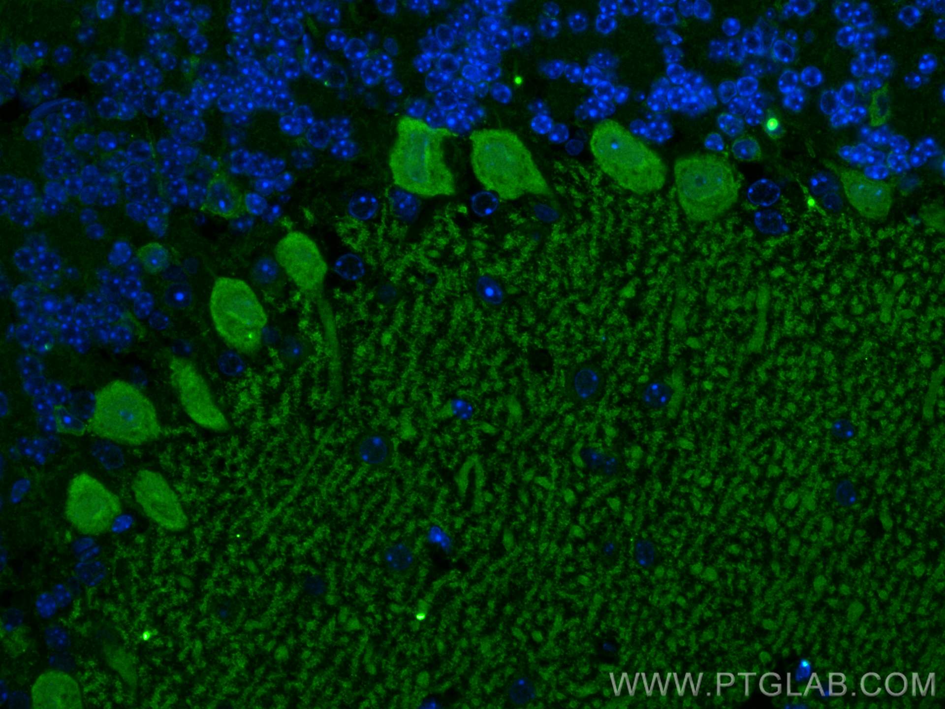 Immunofluorescence (IF) / fluorescent staining of mouse cerebellum tissue using RGS8 Polyclonal antibody (27394-1-AP)