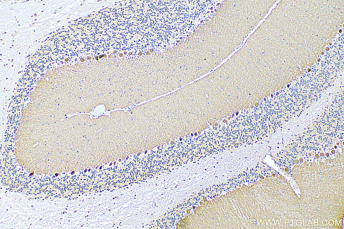 Immunohistochemistry (IHC) staining of mouse cerebellum tissue using RGS8 Polyclonal antibody (27394-1-AP)