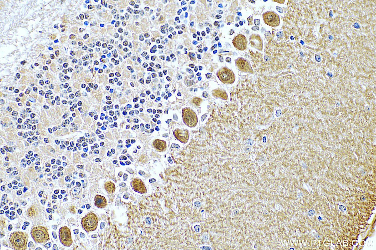 Immunohistochemistry (IHC) staining of mouse cerebellum tissue using RGS8 Polyclonal antibody (27394-1-AP)