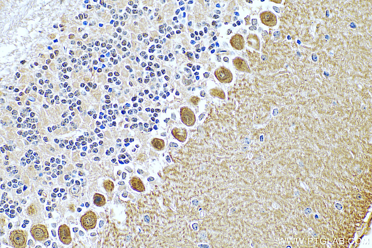 IHC staining of mouse cerebellum using 27394-1-AP