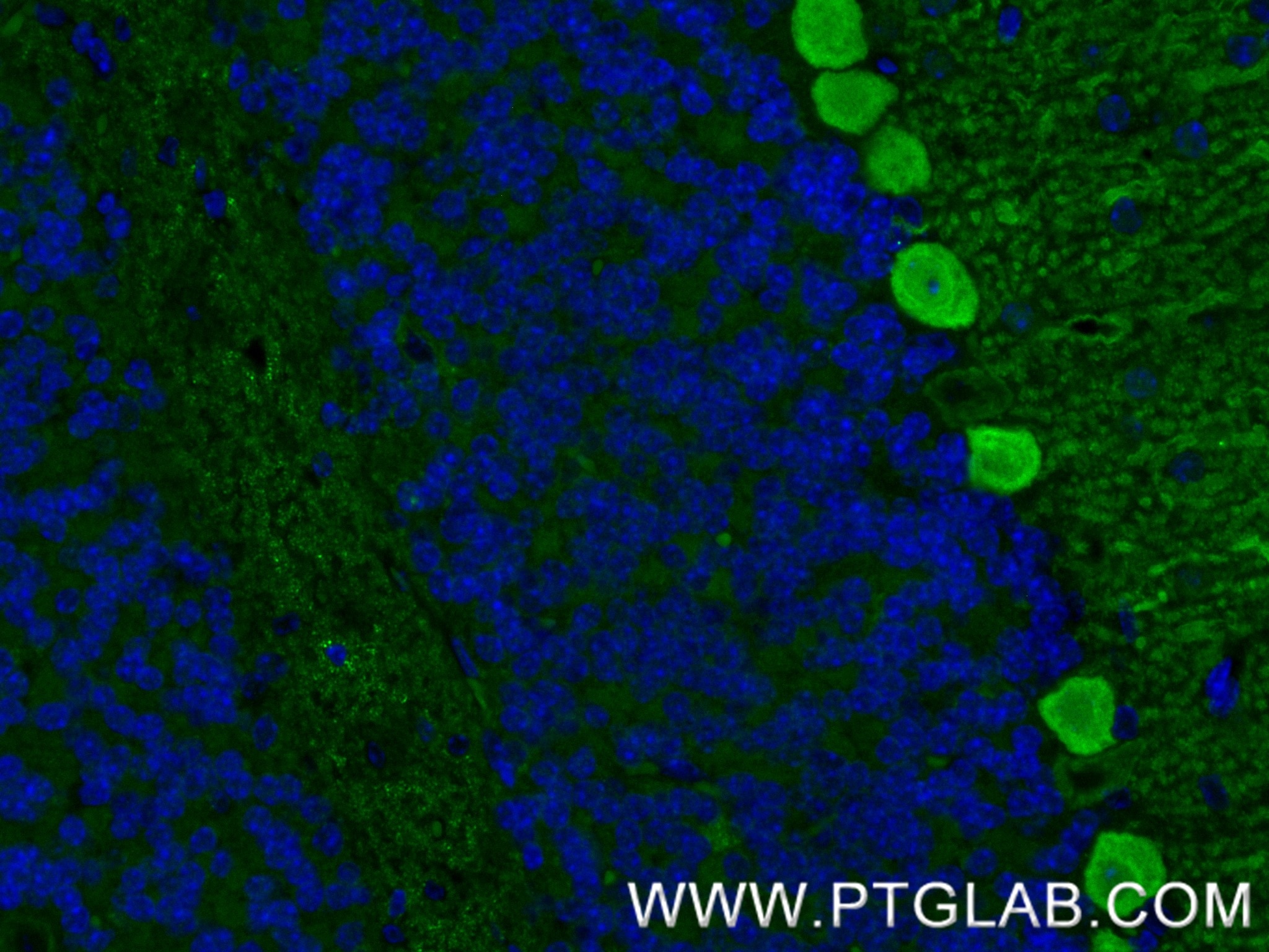 IF Staining of mouse cerebellum using 88102-1-RR (same clone as 88102-1-PBS) Immunofluorescence (IF) / fluorescent staining of mouse cerebellum tissue using RGS8 Recombinant monoclonal antibody (88102-1-RR)
