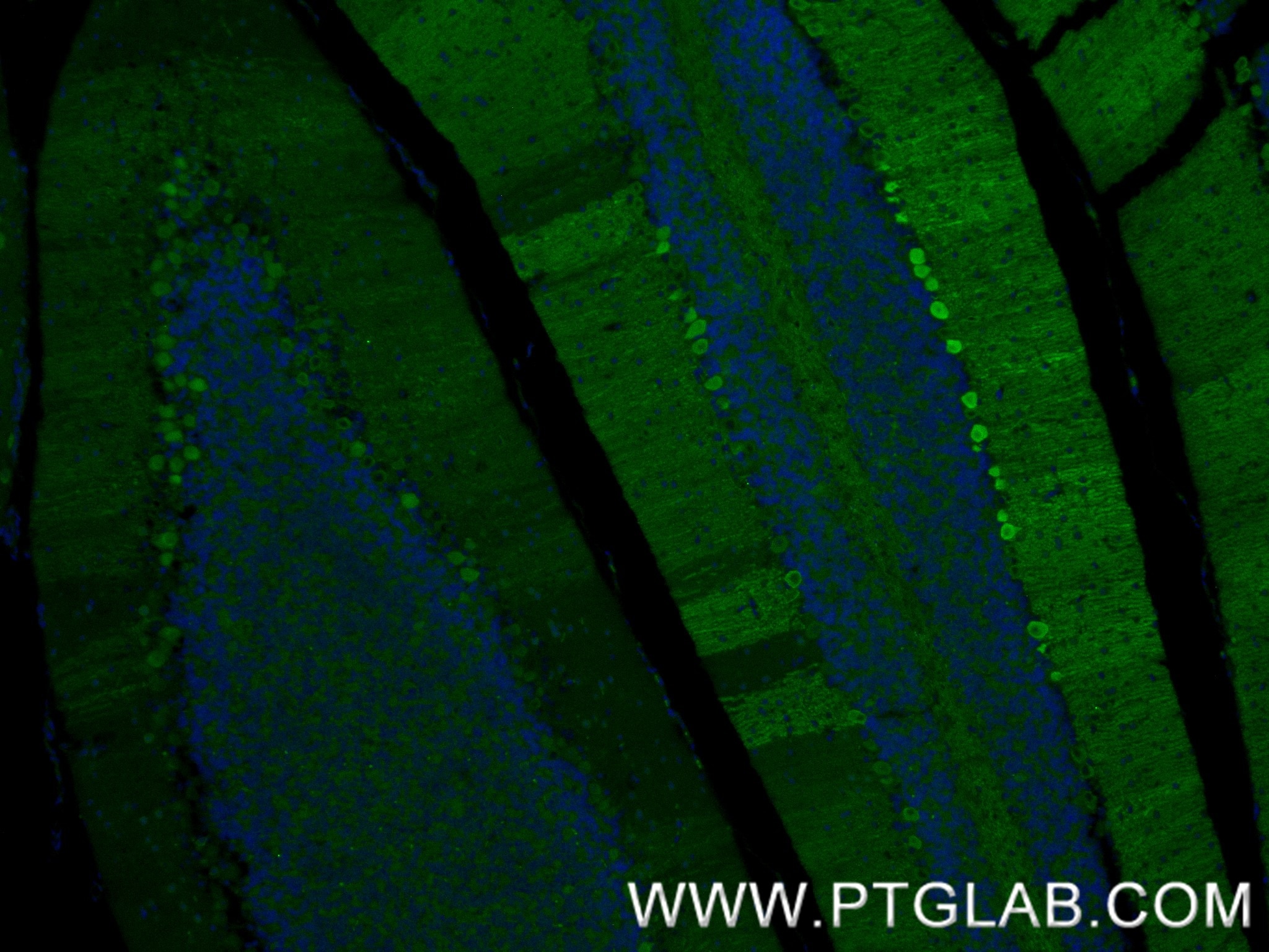 IF Staining of mouse cerebellum using 88102-1-RR (same clone as 88102-1-PBS) Immunofluorescence (IF) / fluorescent staining of mouse cerebellum tissue using RGS8 Recombinant monoclonal antibody (88102-1-RR)