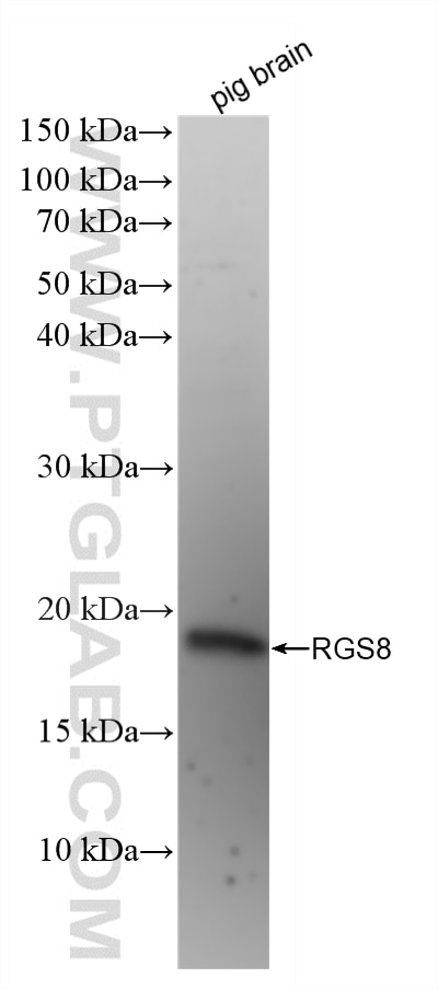 WB analysis of pig brain using 88102-1-RR (same clone as 88102-1-PBS) Western Blot (WB) analysis of pig brain tissue using RGS8 Recombinant monoclonal antibody (88102-1-RR)