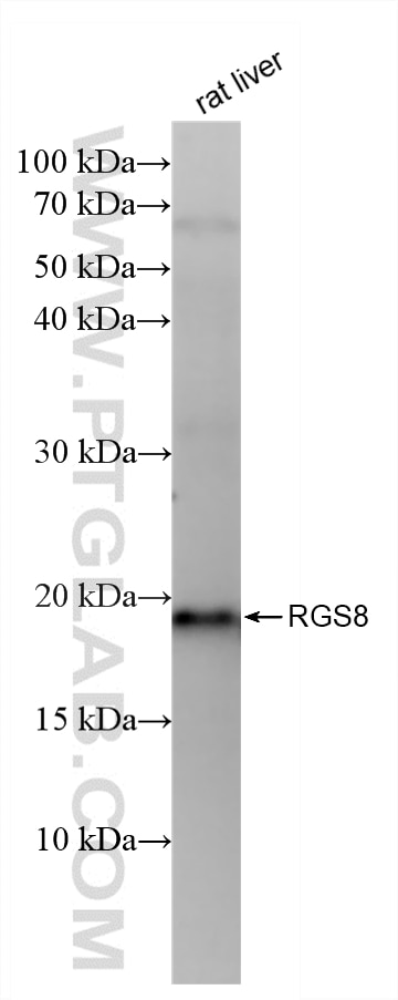 WB analysis of rat liver using 88102-1-RR (same clone as 88102-1-PBS) Western Blot (WB) analysis of rat liver tissue using RGS8 Recombinant monoclonal antibody (88102-1-RR)