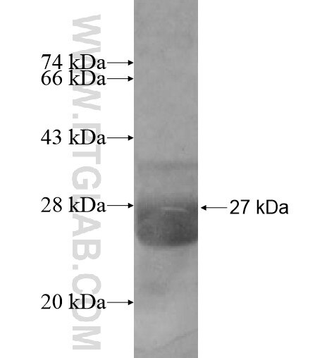 RGS8 fusion protein Ag12785 SDS-PAGE