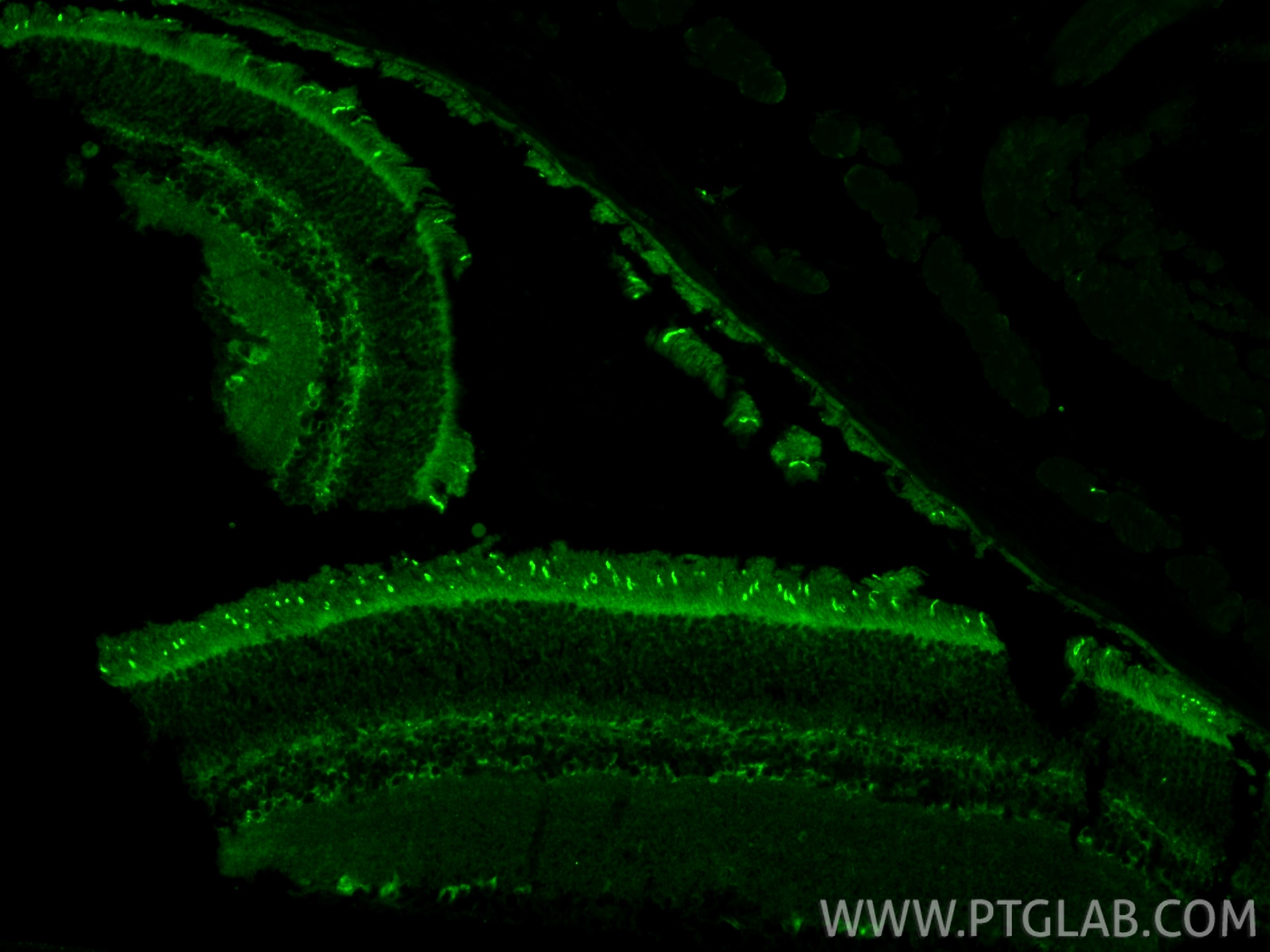 Immunofluorescence (IF) / fluorescent staining of mouse eye tissue using RGS9BP Polyclonal antibody (33040-1-AP)