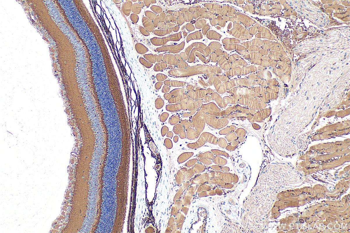 Immunohistochemistry (IHC) staining of mouse eye tissue using RGS9BP Polyclonal antibody (33040-1-AP)