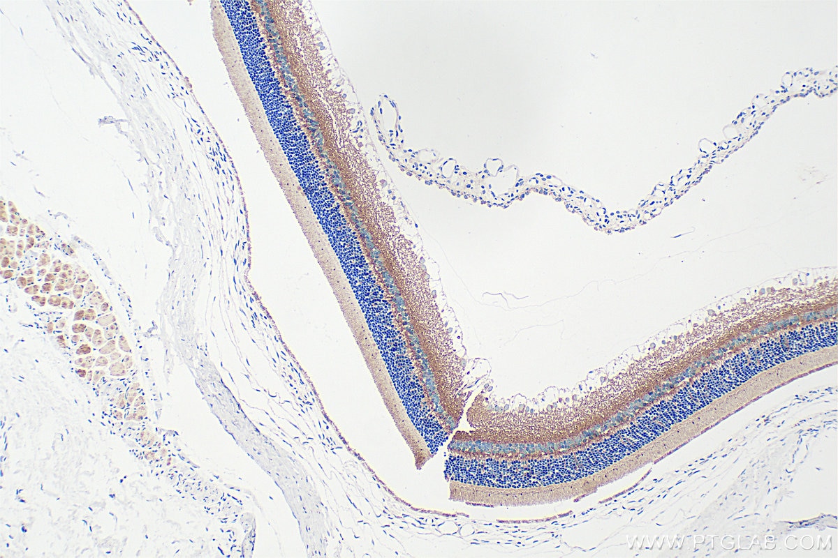 Immunohistochemistry (IHC) staining of rat eye tissue using RGS9BP Polyclonal antibody (33040-1-AP)